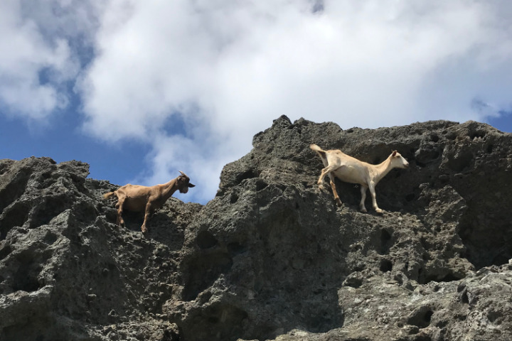 Saint-Barth - Cabris chèvres